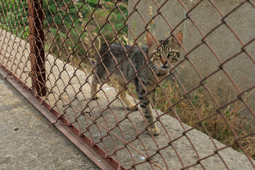 Cats and kittens on the streets of Istanbul