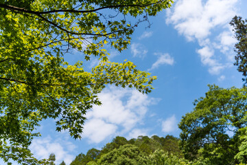 緑の中の青空