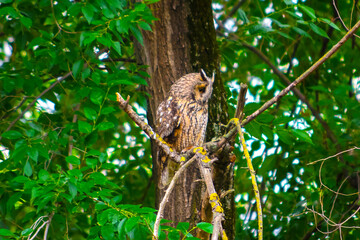 Eurasian long eared owl sitting in the branch.