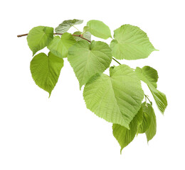 Branch of linden tree with young fresh green leaves isolated on white. Spring season
