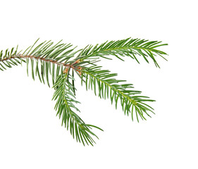 Green pine tree branch isolated on white