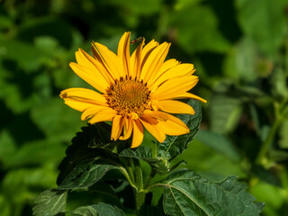 A close-up photo of a yellow heliopsis flower