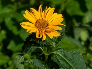 A close-up photo of a yellow heliopsis flower