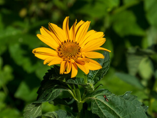 A close-up photo of a yellow heliopsis flower