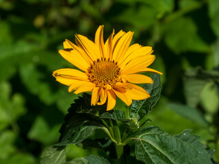 A close-up photo of a yellow heliopsis flower