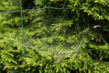 Cobweb on green thuja shrub outdoors, closeup