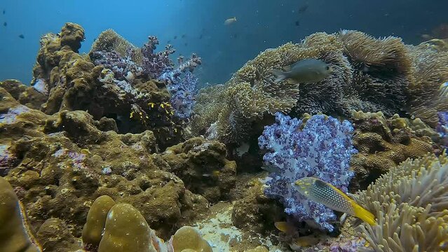A vibrant coral reef scene featuring various hard and soft corals, with a diversity of reef fish swimming around. Part of a collection of videos showcasing colorful coral gardens.
