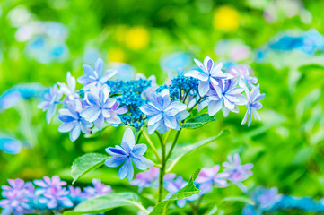 水色のかわいいアジサイ　ハナビ