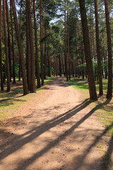 Fototapeta premium Road path in a park or forest. Beautiful sunny landscape