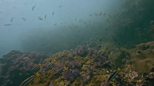 A school of snapper fish (Lutjanidae) swims near a coral reef alongside yellow damselfish (Pomacentridae). Part of a collection of videos showcasing vibrant coral gardens. Check my portfolio.