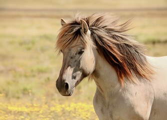 Close-up of white horses and blurred grassland background.