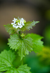 White flowers of garlic mustard. Flowering plant close-up. Alliaria petiolata.
