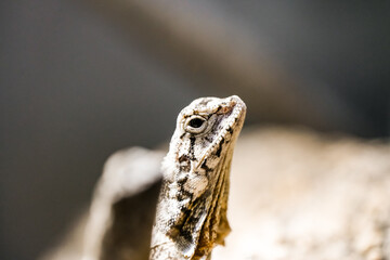 Portrait of a frilled lizard. Animal close-up. Chlamydosaurus kingii.
