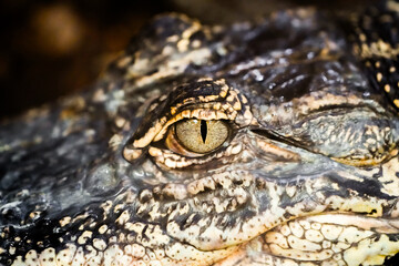 Eye of a crocodile. Detail of the animal in close-up.
