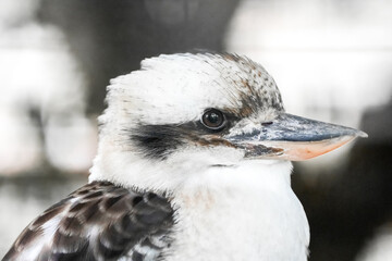 Portrait of laughing kookaburra. Bird in close-up. Dacelo novaeguineae. Laughing Hans. Kookaburra. Jägerliest.
