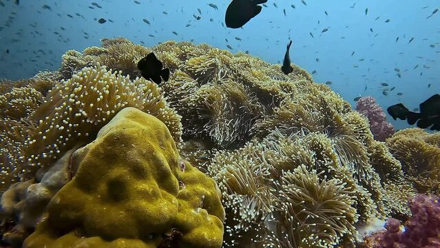 A school of yellowtail fusiliers (Caesio cuning) swims over a vibrant coral reef. Part of a collection of videos showcasing colorful coral gardens. Check the gallery for similar footages.