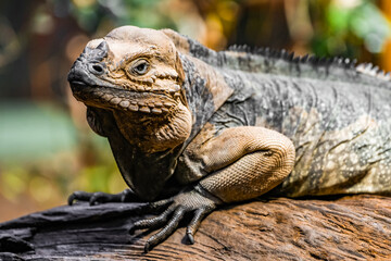 Portrait of an iguana. Animal in close-up. Iguanidae.
