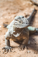 Portrait of an iguana. Animal in close-up. Iguanidae.
