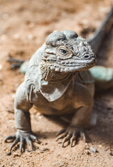 Portrait of an iguana. Animal in close-up. Iguanidae.
