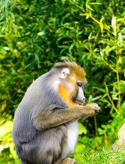 Portrait of a mandrill. Mandrillus sphinx. Primate species from the tropical rainforest.
