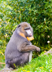 Portrait of a mandrill. Mandrillus sphinx. Primate species from the tropical rainforest.
