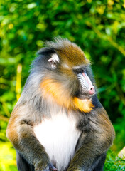 Portrait of a mandrill. Mandrillus sphinx. Primate species from the tropical rainforest.
