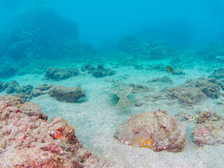 砂地に潜って完璧な擬態をする、大きく美しいヒラメ（ヒラメ科）。

日本国静岡県伊豆半島賀茂郡南伊豆町中木から渡し船で渡るヒリゾ浜にて。
2022年10月水中撮影。

A large, beautiful Bastard Halibut, Olive Flounder (Paralichthys olivaceus) that dives in the sand and mimics perfect