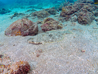砂地に潜って完璧な擬態をする、大きく美しいヒラメ（ヒラメ科）。

日本国静岡県伊豆半島賀茂郡南伊豆町中木から渡し船で渡るヒリゾ浜にて。
2022年10月水中撮影。

A large, beautiful Bastard Halibut, Olive Flounder (Paralichthys olivaceus) that dives in the sand and mimics perfect