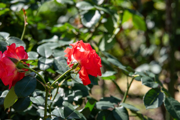 薔薇　チンチン