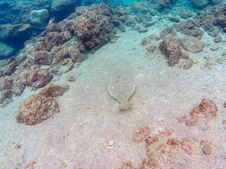 砂地に潜って完璧な擬態をする、大きく美しいヒラメ（ヒラメ科）。

日本国静岡県伊豆半島賀茂郡南伊豆町中木から渡し船で渡るヒリゾ浜にて。
2022年10月水中撮影。

A large, beautiful Bastard Halibut, Olive Flounder (Paralichthys olivaceus) that dives in the sand and mimics perfect