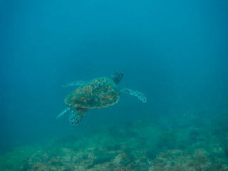 Fototapeta premium ゆったり泳ぐ美しく大きなアオウミガメ（ウミガメ科）。日本国静岡県伊豆半島賀茂郡南伊豆町中木から渡し船で渡るヒリゾ浜にて。 2022年10月水中撮影。The Beautiful and large green sea turtle (Chelonia mydas, family Turtles) swims leisurely. 