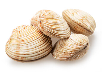 Edible raw hard clams isolated on white background. Delicacy food. © Екатерина Иванова
