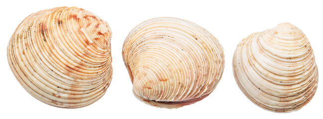 Set of edible raw hard clams on white background. Delicacy food. File contains clipping paths.