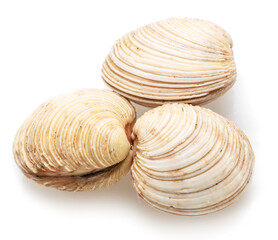 Edible raw hard clams isolated on white background. Delicacy food.