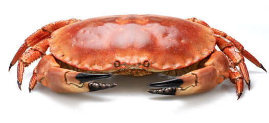 Edible brown cooked crab isolated on white background.