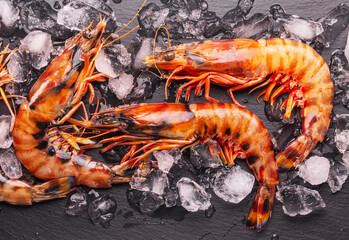 Fresh chilled striped prawns or tiger prawns on a gray background between ice cubes.