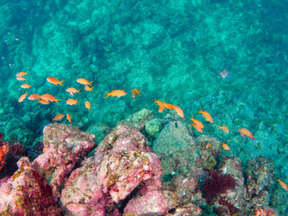 ドロップオフに集まる、キンギョハナダイ（ハナダイ亜科）、ソラスズメダイ（スズメダイ科）他の群れ。

日本国静岡県伊豆半島賀茂郡南伊豆町中木から渡し船で渡るヒリゾ浜にて。
2022年10月水中撮影。

Schools of Sea Goldie (Pseudanthias squamipinnis), Heavenly Damselfish (Pomacentrus coelestis), and 