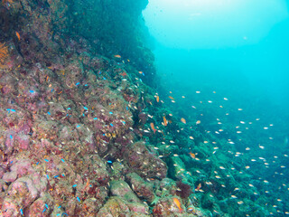 ドロップオフに集まる、キンギョハナダイ（ハナダイ亜科）、ソラスズメダイ（スズメダイ科）他の群れ。

日本国静岡県伊豆半島賀茂郡南伊豆町中木から渡し船で渡るヒリゾ浜にて。
2022年10月水中撮影。

Schools of Sea Goldie (Pseudanthias squamipinnis), Heavenly Damselfish (Pomacentrus coelestis), and 