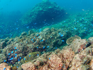 岩場に集まる、美しいソラスズメダイ（スズメダイ科）他の群れ。

日本国静岡県伊豆半島賀茂郡南伊豆町中木から渡し船で渡るヒリゾ浜にて。
2022年10月水中撮影。

Beautiful a school of Heavenly Damselfish (Pomacentrus coelestis) and others gather on a rocky beach.
