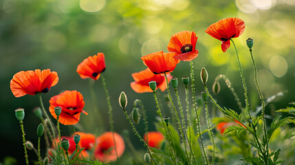 Obraz premium Picturesque view of blooming red poppies in a sunny field