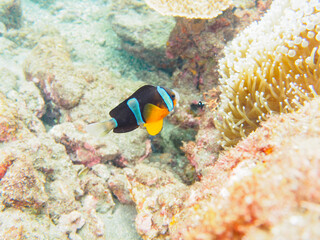 美しいイソギンチャク畑の可愛いクマノミ（クマノミ亜科）、ミツボシクロスズメダイ（スズメダイ科）他の群れ。

日本国静岡県伊豆半島賀茂郡南伊豆町中木から渡し船で渡るヒリゾ浜にて。
2022年10月水中撮影。
Yellowtail clownfish (Amphiprion clarkii) and Threespot dascyllus (Dascyllus trimaculatus) and ot