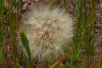 Dandelion in a field in the rays of the sun, air flower