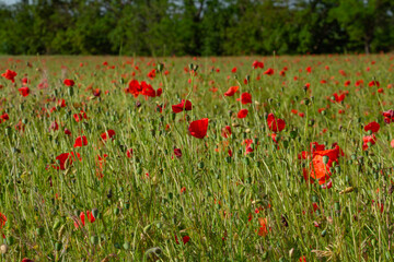 poppy field, floral bright landscape in sunlight