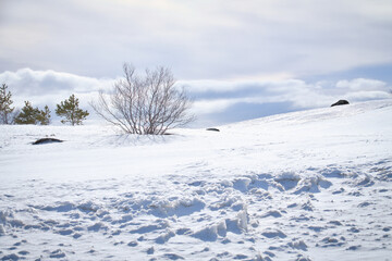 Norwegian high mountains in the snow. Bare tree in a white landscape. Scandinavian