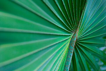 CLOSE UP OF PRITCHARDIA PACIFICA 