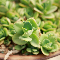 Close up of Kalanchoe Daigremontiana- mother of thousands 