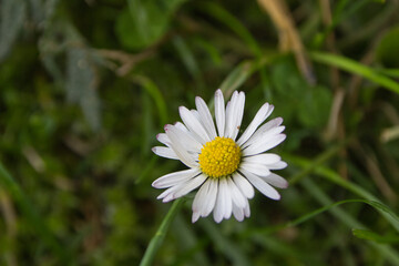 G&auml;nsebl&uuml;mchen