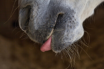 Pferdemaul mit Zunge