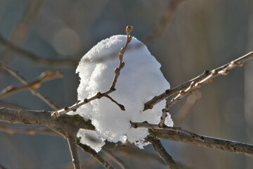 Zweig mit Schnee