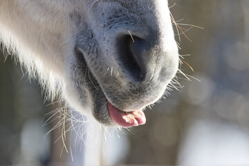 Pferdemaul mit Zunge